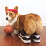 Corgi Hoop Dreams