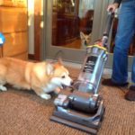 I Am Corgi. I Ain’t Afraid Of No Vacuum!