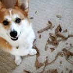 Destructo Dog: 10 Corgis Victorious Over Boxes, Books And Bags