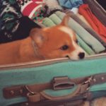 Wordless Wednesday: 11 Stowaway Corgis In Your Luggage!