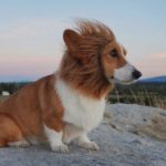 I Am The Lion Corgi!