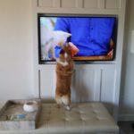 Corgis In TV Land