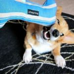 Life Without The Daily Corgi? Oh HECK No!