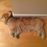 Time Machine Tuesday: 13 More Helpful Corgis Holding Up Walls!