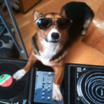The Urban Corgi: Too Legit To Quit