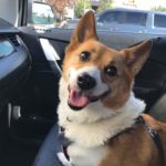 Gratefulness + Corgis = A Beautiful Thing!