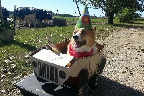 Http://corgiaddict.com