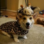 Corgis On Safari!