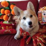 The Many Moods of Murray The Corgi!