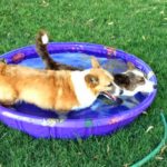 Summer Fun: Corgis and Their Personal Pools!