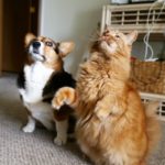 Throwback Thursday: 6 Corgi Stink Eyes + 2 Bonus Side Eyes