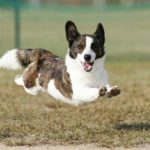 10 Corgis Who Believe They Can Fly