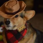 Git A Long Little Corgi!