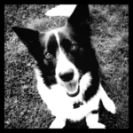 Ziggy of Wisconsin: A Ham I Am!