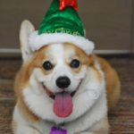 Be My Santa Paws!