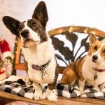 Day 2 of Twelve Big Beautiful Days of Christmas Corgis!