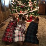 Merry Christmas Corgi Nation!